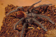 Pamphobeteus nigricolor