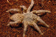 Pterinochilus lugardi