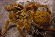 Pterinochilus murinus