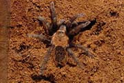 Aphonopelma pallidum