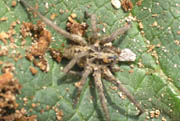 Pavouk Bolivie