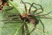 Pavouk 2 Bolivie