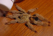 Psalmopoeus pulcher