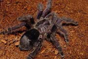 Avicularia purpurea