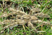 Stromatopelma calceatum