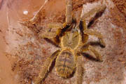 Haplopelma schmidti