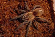 Paraphysa scrofa
