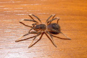 Sericopelma spec