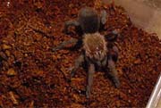 Aphonopelma stoicum
