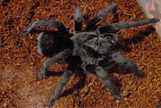 Grammostola? spec. Argentina