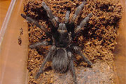 Lasiodorides striatus