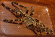 Poecilotheria subfusca