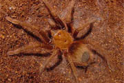 Theraphosa apophysis