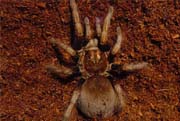 Pamphobeteus ultramarinus