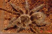 Grammostola vachoni
